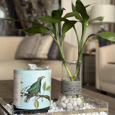 هدية فازة بامبو + بوكس تشوكلت