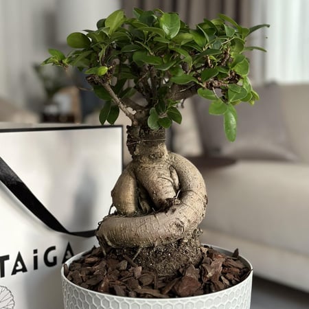 شجرة البونساي بأصيص بلاستيك