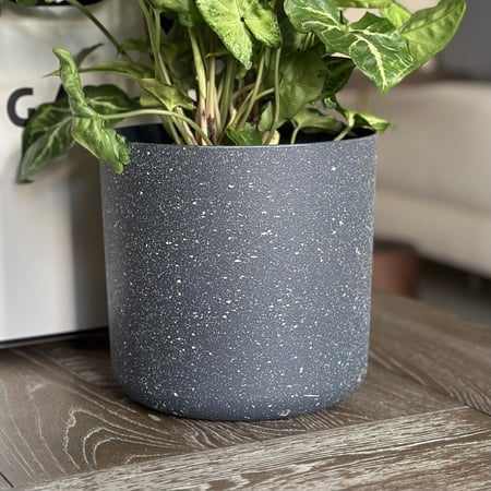 نبات السنجونيوم أو رجل البطة