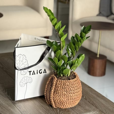 زاميا بأصيص فخار