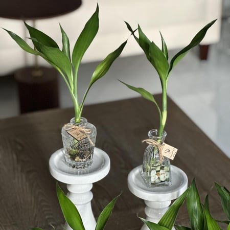 توزيعات فازات البامبو