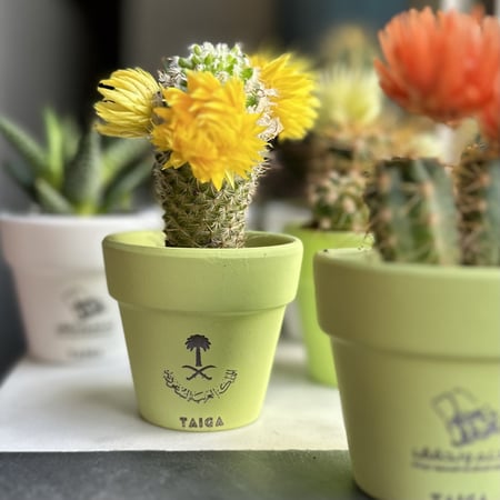 توزيعات اليوم الوطني