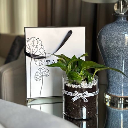 فازة بوتس زجاج