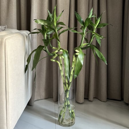 فازة بامبو طويل