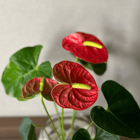 فازة نبتة الأنتوريوم + سمك الفايتر