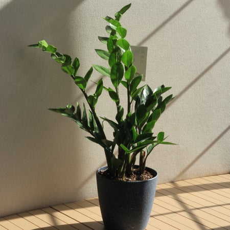 زاميا في أصيص بلاستيك