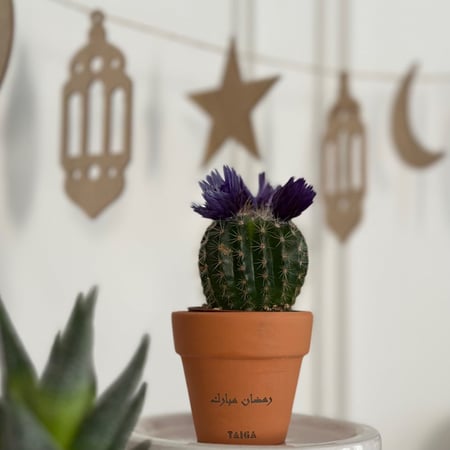 توزيعات صباريات صغيرة في أصيص فخار