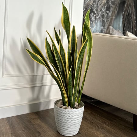 نبات جلد النمر