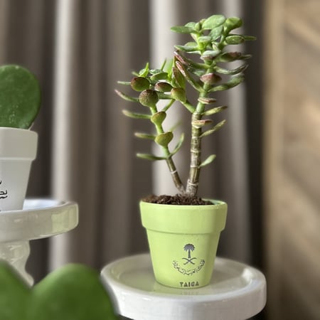 توزيعات اليوم الوطني