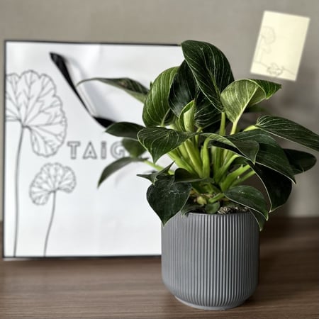 نبات فيلندرون بيركن