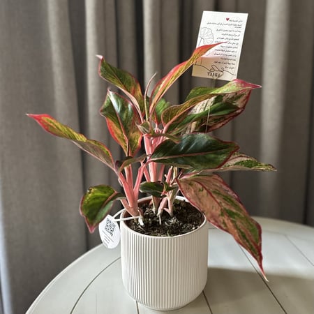 اجلونيما حمراء