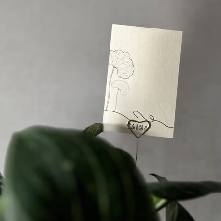 نبات فيلندرون بيركن