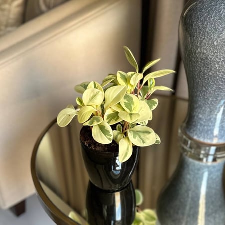 نبتة الببروميا المبرقشة