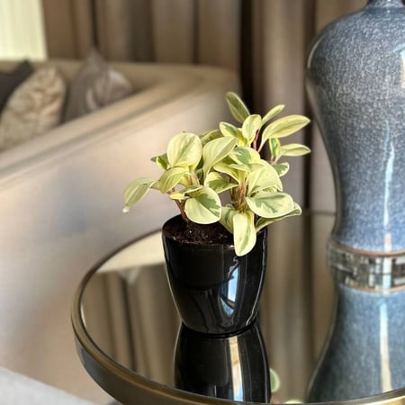 نبتة الببروميا المبرقشة