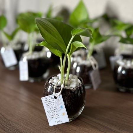 توزيعات نبات البوتس