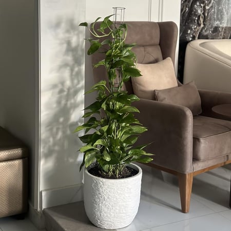 بوتس كبير بأصيص فايبر