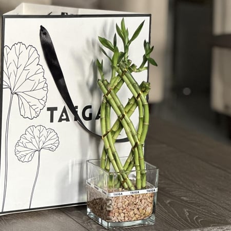 بامبو مجدول صغير