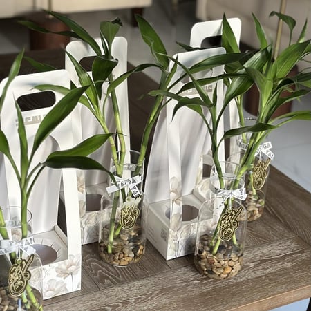 فازة بامبو بهولدر العيد