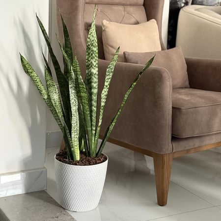 نبات جلد النمر بأصيص بلاستيك