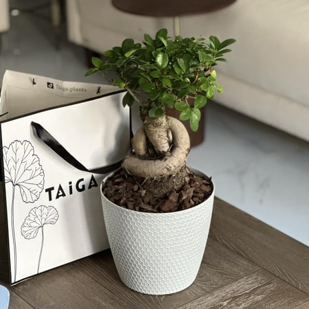شجرة البونساي بأصيص بلاستيك