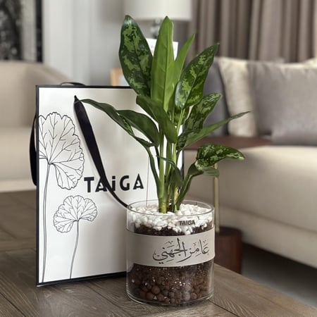 اجلونيما ماريا + قطعة جلد