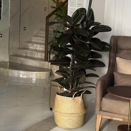 فيكس أبيدجان أحمر