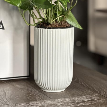 بوتس بأصيص سيراميك أبيض