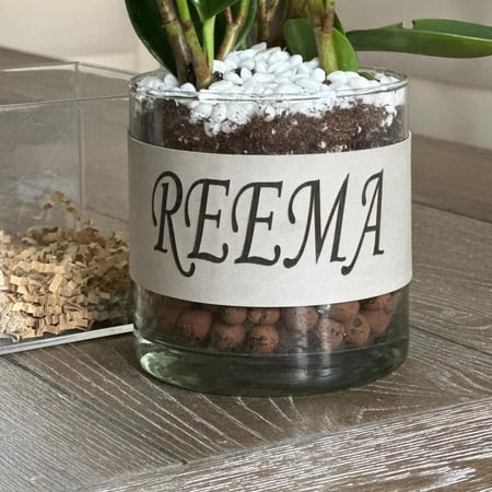 سلة اكريليك بنبات البوتس + بوكس أنوش