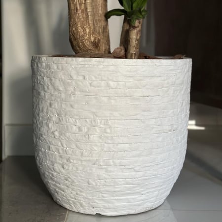 دراسينا ماسنجانا كبير (برنش)