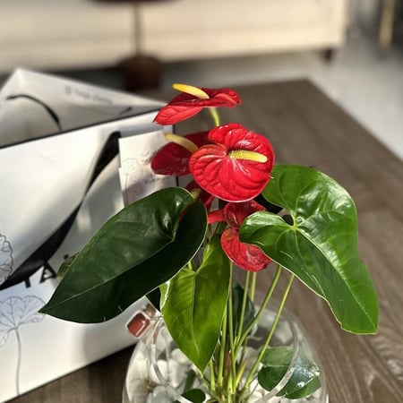 نبات الانتوريوم + سمكة فايتر