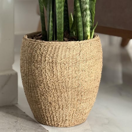 جلد النمر بأصيص فخار