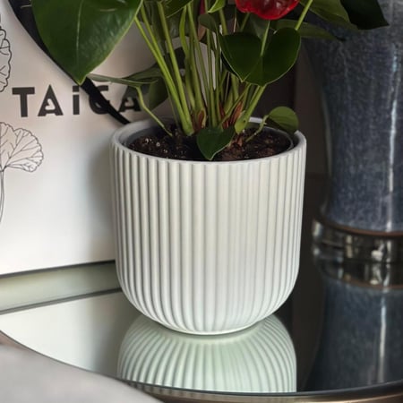 نبات الانتوريوم بأصيص سيراميك