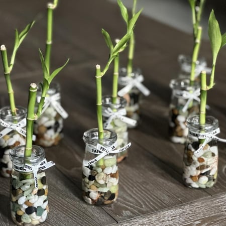 توزيعات ميني بامبو  ٦ حبات / ١٢ حبة