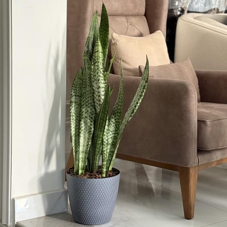 نبات جلد النمر بأصيص بلاستيك