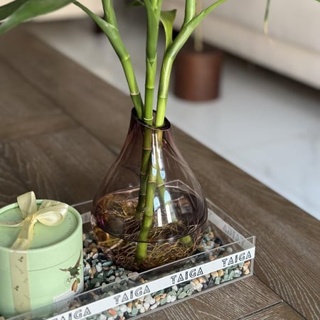 هدية فازة بامبو صغير + بوكس تشوكلت