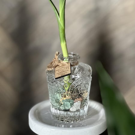 توزيعات فازات البامبو تخرج