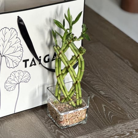 بامبو مجدول صغير