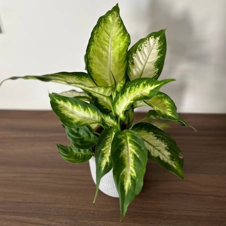 نبات الديفنباخيا كاميلا