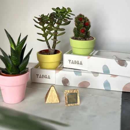 هدية بوكس نبتة + شوكلاتة شوكولاين