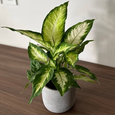 نبات الديفنباخيا كاميلا