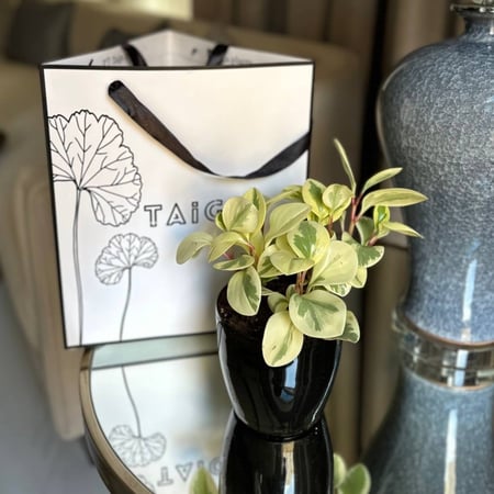 نبتة الببروميا المبرقشة