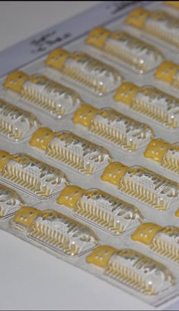 تولات العود ( أضحى مبارك )