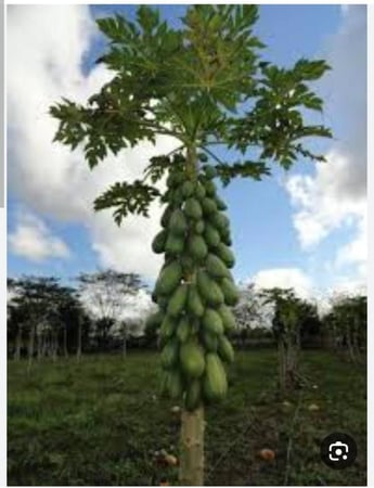 باباي ردليدي منتج مصري 50 بذرة  Papaya