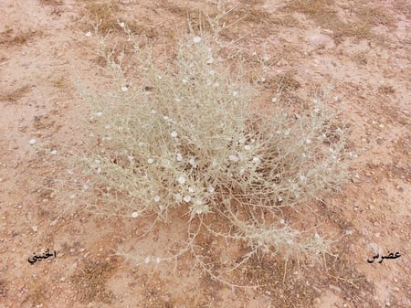 عضرس 5 بذرات Convolvulus oxyphyllus