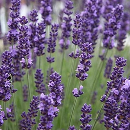 لافندر عطري 200 بذرة  lavandula angustifolia