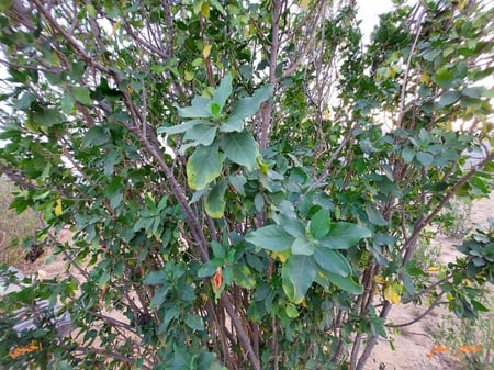 شجر مظ 10 بذرات Anisotes trisulcus