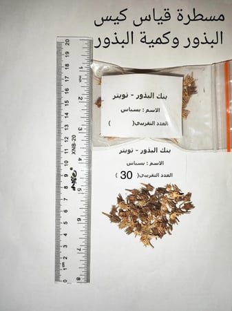 بسباس 30 بذرة Anisoscialium isoscoadium