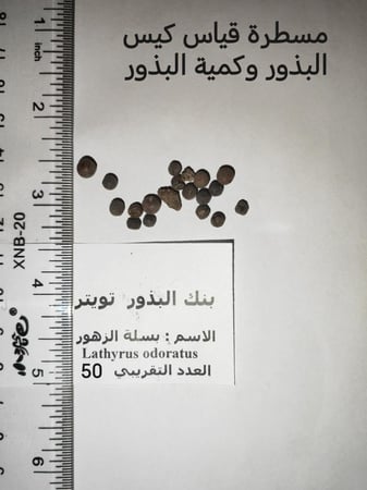 بسلة الزهور 50  بذرة Lathyrus odoratus