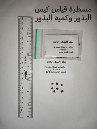 باباي ردليدي منتج مصري 50 بذرة  Papaya