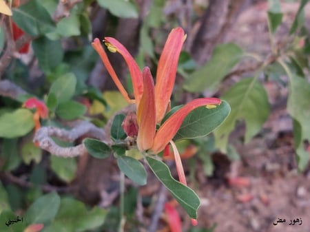 شجر مظ 10 بذرات Anisotes trisulcus